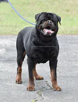 Super Headtype Gorgeous , a male Rottweiler for sale in Bulverde, TX – 3 of 4