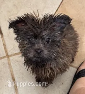 Hazel, a female Yorkshire Terrier for sale in Athens, AL – Photo 1 of 1