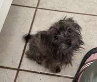 Hazel, a female Yorkshire Terrier for sale in Athens, AL – 2 of 3