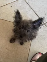 Hazel, a female Yorkshire Terrier for sale in Athens, AL – 3 of 3