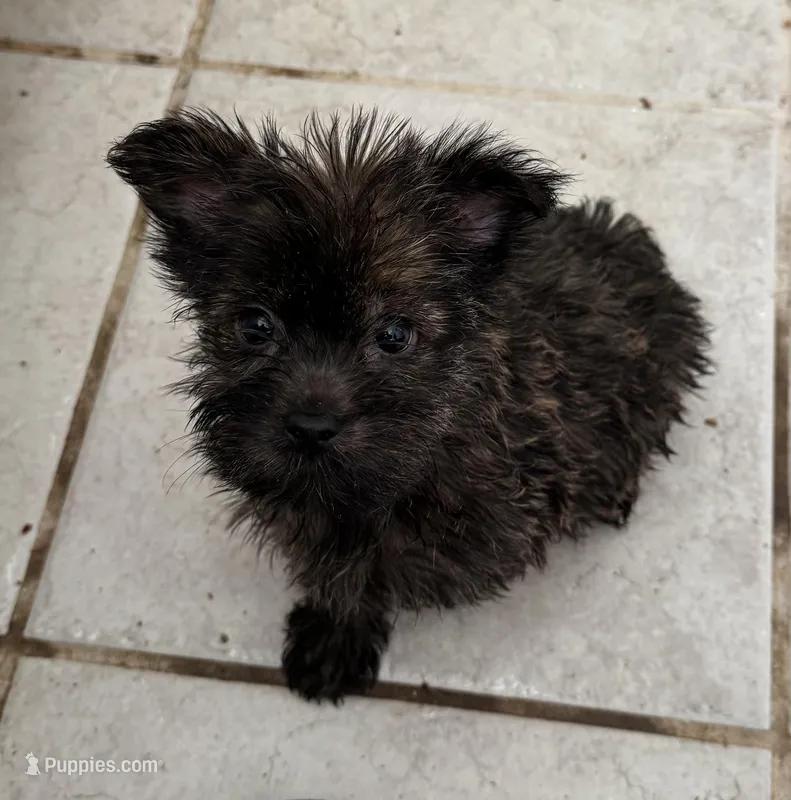 Wilma, a female Yorkshire Terrier for sale in Athens, AL – Photo 1 of 1