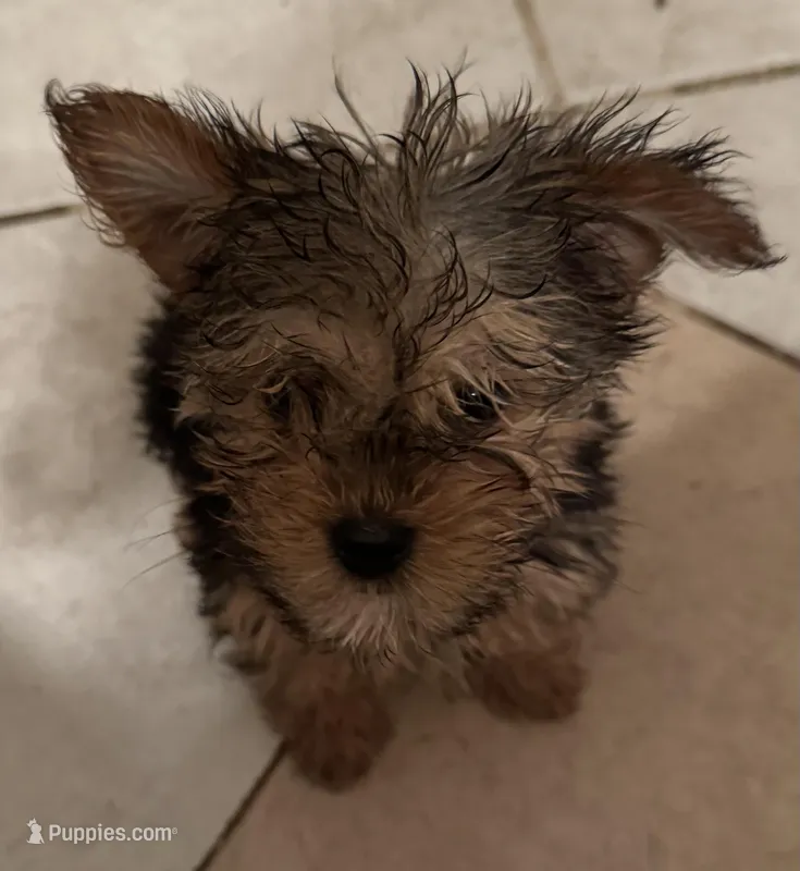 Dennise, a female Yorkshire Terrier for sale in Athens, AL – Photo 1 of 1
