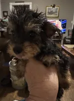 Duggy, a male Yorkshire Terrier for sale in Athens, AL – Photo 1 of 3