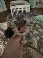 Duggy, a male Yorkshire Terrier for sale in Athens, AL – Photo 2 of 3