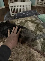 Duggy, a male Yorkshire Terrier for sale in Athens, AL – Photo 3 of 3