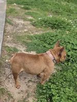 Cookie , a female French Bulldog for sale in Douglasville, GA – Photo 5 of 5