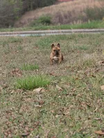 Cookie , a female French Bulldog for sale in Douglasville, GA – Photo 4 of 5