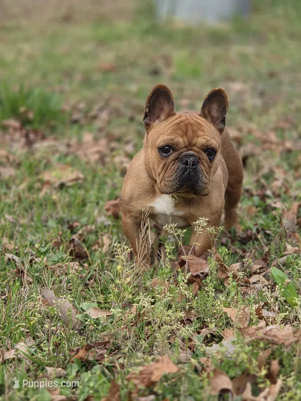 Cookie  – French Bulldog puppy for sale in Douglasville, GA