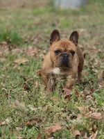 Cookie , a female French Bulldog for sale in Douglasville, GA – Photo 1 of 5
