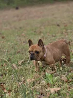 Cookie , a female French Bulldog for sale in Douglasville, GA – Photo 3 of 5