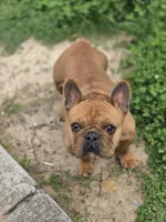 Cookie , a female French Bulldog for sale in Douglasville, GA – Photo 2 of 5