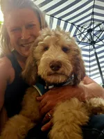 Kenickie Standard f1bb, a male Goldendoodle for sale in Winter Garden, FL – Photo 4 of 4