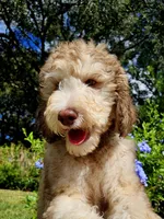 Kenickie Standard f1bb, a male Goldendoodle for sale in Winter Garden, FL – Photo 2 of 4