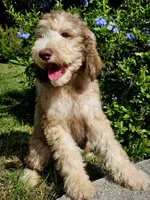Kenickie Standard f1bb, a male Goldendoodle for sale in Winter Garden, FL – Photo 1 of 4