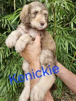 Kenickie Standard f1bb, a male Goldendoodle for sale in Winter Garden, FL – Photo 3 of 4