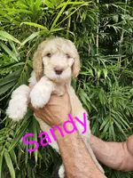 Sandy - Std. F1bb Curly Coat, a female Goldendoodle for sale in Winter Garden, FL – Photo 4 of 6