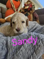 Sandy - Std. F1bb Curly Coat, a female Goldendoodle for sale in Winter Garden, FL – Photo 6 of 6