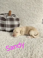 Sandy - Std. F1bb Curly Coat, a female Goldendoodle for sale in Winter Garden, FL – Photo 5 of 6