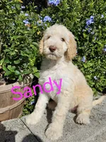 Sandy - Std. F1bb Curly Coat, a female Goldendoodle for sale in Winter Garden, FL – Photo 2 of 6