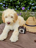 Sandy - Std. F1bb Curly Coat, a female Goldendoodle for sale in Winter Garden, FL – Photo 1 of 6