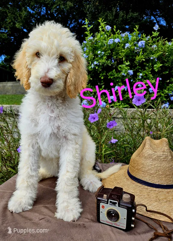 Shirley F1bb Standard