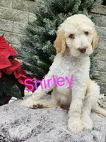 Shirley F1bb Standard, a female Goldendoodle for sale in Winter Garden, FL – Photo 3 of 6