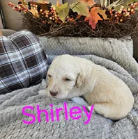 Shirley F1bb Standard, a female Goldendoodle for sale in Winter Garden, FL – Photo 6 of 6