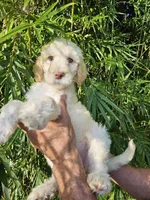 Shirley F1bb Standard, a female Goldendoodle for sale in Winter Garden, FL – Photo 5 of 6