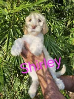 Shirley F1bb Standard, a female Goldendoodle for sale in Winter Garden, FL – Photo 4 of 6
