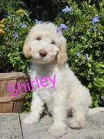 Shirley F1bb Standard, a female Goldendoodle for sale in Winter Garden, FL – Photo 2 of 6
