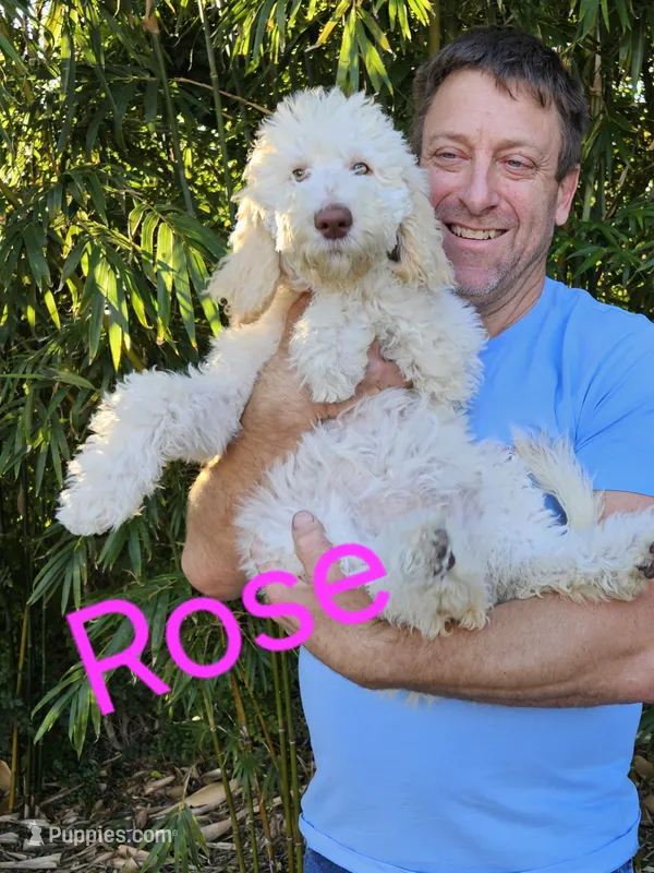 Rose F1bb Standard-Curly Coat