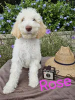 Rose F1bb Standard-Curly Coat, a female Goldendoodle for sale in Winter Garden, FL – Photo 2 of 6