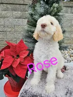 Rose F1bb Standard-Curly Coat, a female Goldendoodle for sale in Winter Garden, FL – Photo 4 of 6