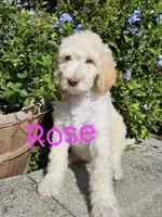 Rose F1bb Standard-Curly Coat, a female Goldendoodle for sale in Winter Garden, FL – Photo 3 of 6