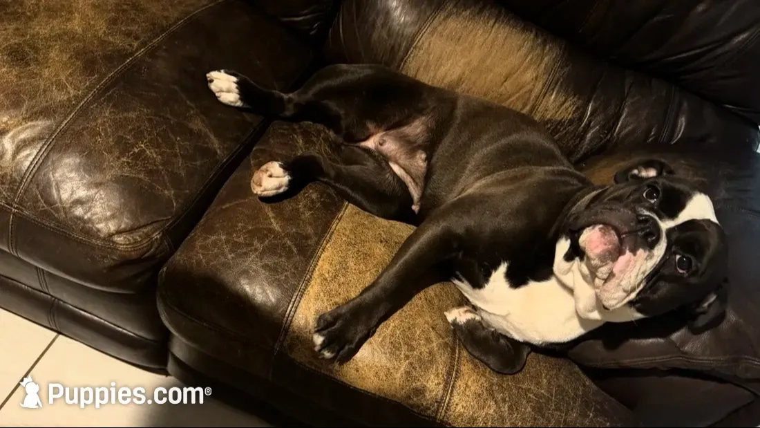 J. Denny, a male Olde English Bulldogge for sale in Albertville, AL – 3 of 4