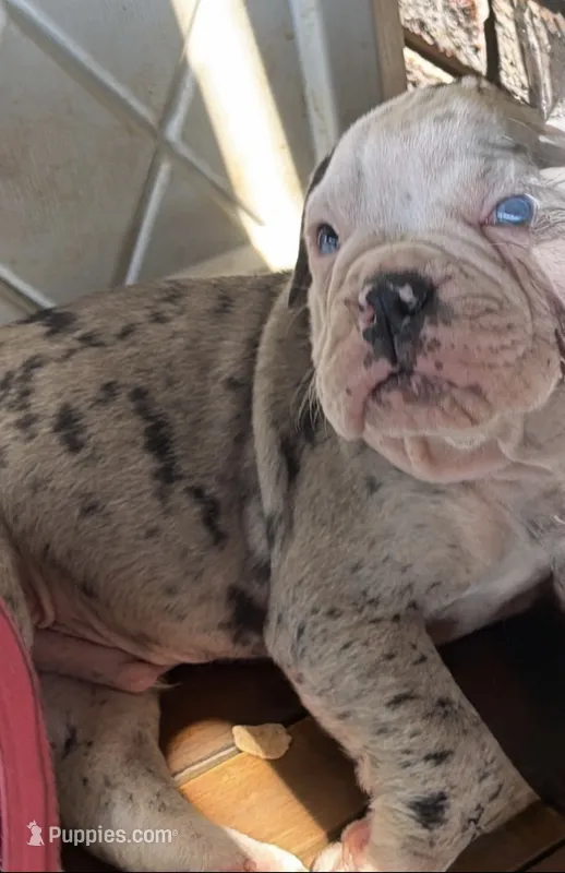 Frankie – Olde English Bulldogge puppy for sale in Albertville, AL