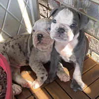 Frankie, a male Olde English Bulldogge for sale in Albertville, AL – 3 of 4