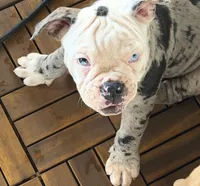 Frankie, a male Olde English Bulldogge for sale in Guntersville, AL – 6 of 9