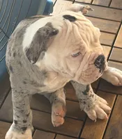Frankie, a male Olde English Bulldogge for sale in Guntersville, AL – 7 of 9