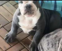 Winston, a male Olde English Bulldogge for sale in Guntersville, AL – 4 of 7