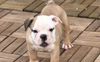 Scarlett , a female Olde English Bulldogge for sale in Guntersville, AL – 6 of 9