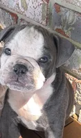 Winston, a male Olde English Bulldogge for sale in Albertville, AL – 1 of 3