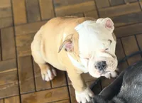 Scarlett , a female Olde English Bulldogge for sale in Guntersville, AL – 3 of 9