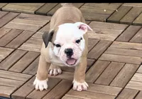 Scarlett , a female Olde English Bulldogge for sale in Guntersville, AL – 4 of 9