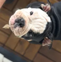 J. Denny, a male Olde English Bulldogge for sale in Guntersville, AL – 3 of 7