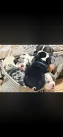 J. Denny, a male Olde English Bulldogge for sale in Albertville, AL – 2 of 4