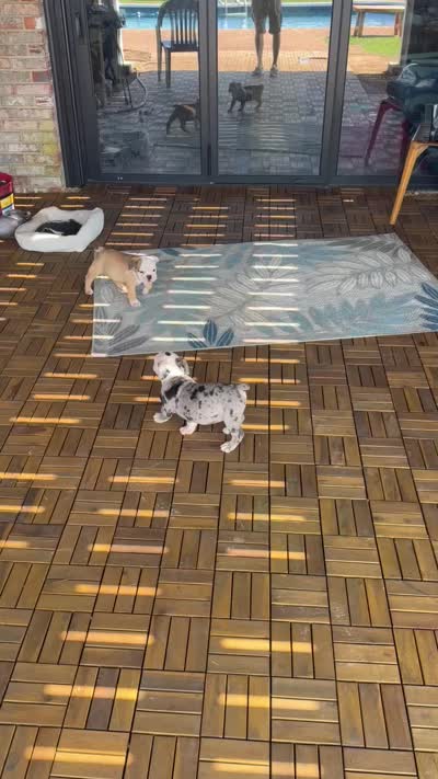 Frankie, a male Olde English Bulldogge for sale in Guntersville, AL – 9 of 9