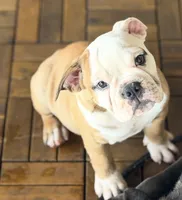 Scarlett , a female Olde English Bulldogge for sale in Guntersville, AL – 5 of 9