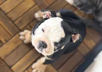 J. Denny, a male Olde English Bulldogge for sale in Guntersville, AL – 5 of 7