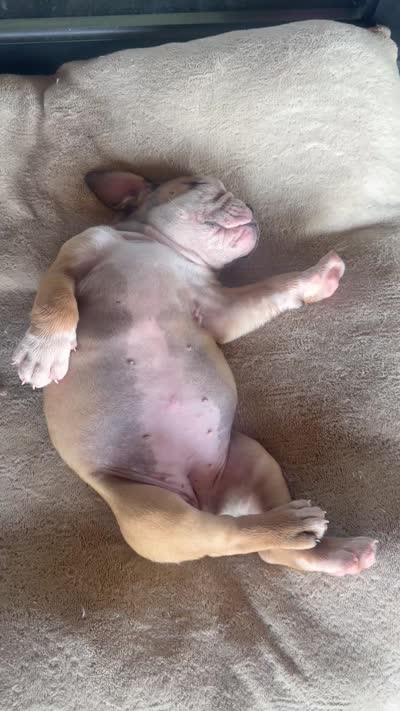 Scarlett , a female Olde English Bulldogge for sale in Albertville, AL – 4 of 5
